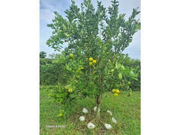 Venta Finca Montenegro Quindio COD: 7009206