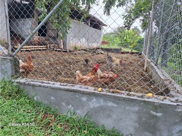 Venta Finca Montenegro Quindio COD: 7009206