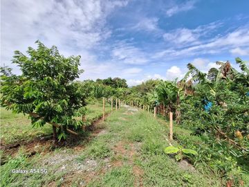 Venta Finca Montenegro Quindio COD: 7009206
