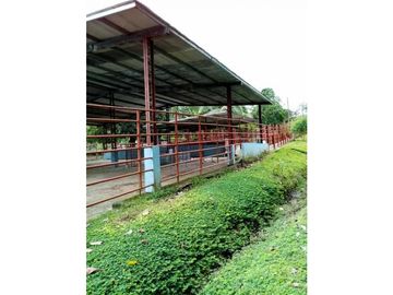 VENDO 170 HECTAREAS LECHERIA BOQUERON