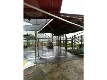 VENDO 170 HECTAREAS LECHERIA BOQUERON