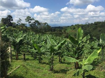 FINCA