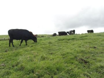 Hacienda de venta en Cayambe