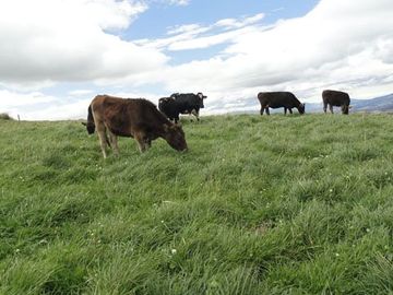 Hacienda de venta en Cayambe
