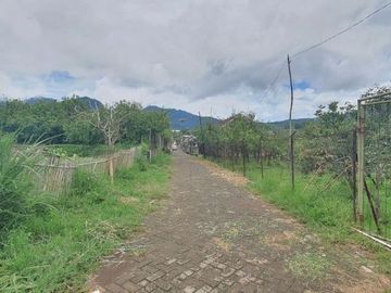 kebun apel produktif kawasan perkebunan terbaik