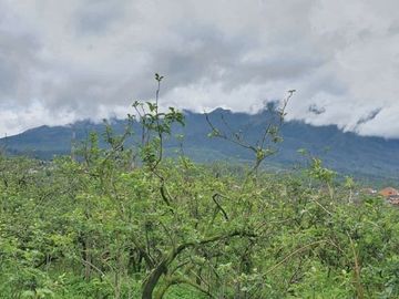kebun apel produktif kawasan perkebunan terbaik