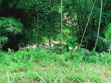 Tanah L: 2705m2 Sambirejo Sragen