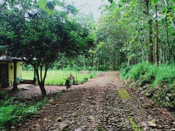Tanah L: 2705m2 Sambirejo Sragen