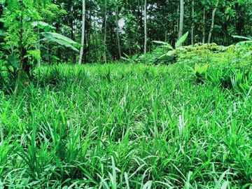 Tanah L: 2705m2 Sambirejo Sragen