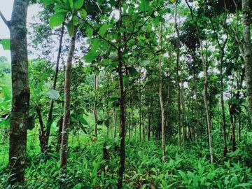 Tanah L: 2705m2 Sambirejo Sragen