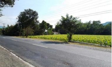 Rush Sale 5,656 Sqm Balaoan, La Union, Ilocos Farm Lot (SOLD)
