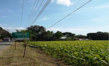 Rush Sale 5,656 Sqm Balaoan, La Union, Ilocos Farm Lot (SOLD)