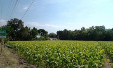 Rush Sale 5,656 Sqm Balaoan, La Union, Ilocos Farm Lot (SOLD)