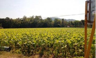 Rush Sale 5,656 Sqm Balaoan, La Union, Ilocos Farm Lot (SOLD)