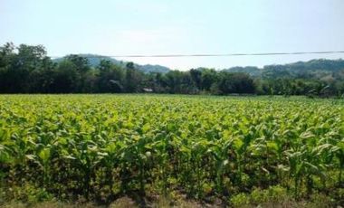 Rush Sale 5,656 Sqm Balaoan, La Union, Ilocos Farm Lot (SOLD)
