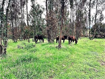Sitio en Venta en Loteo // Condominio Raíces de Mantagua.