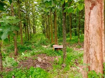 Tanah 1,5 Ha strategis pinggir jalan bonus pohon jabon di Purwakarta