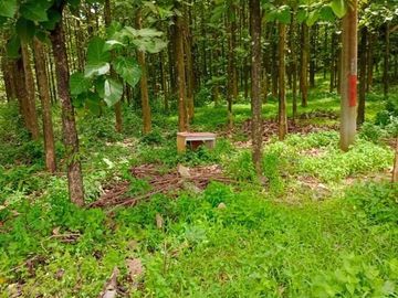 Tanah 1,5 Ha strategis pinggir jalan bonus pohon jabon di Purwakarta
