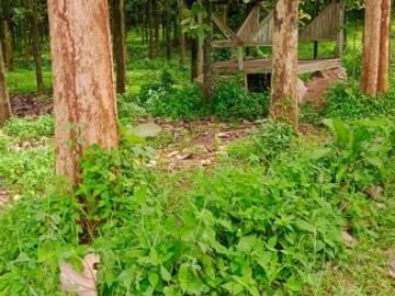 Tanah 1,5 Ha strategis pinggir jalan bonus pohon jabon di Purwakarta