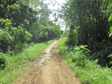 DIJUAL CEPAT LAHAN LUAS DI PINGGIR PANTAI TANGGAMUS LAMPUNG