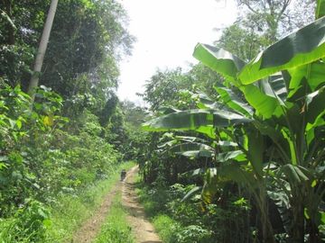 DIJUAL CEPAT LAHAN LUAS DI PINGGIR PANTAI TANGGAMUS LAMPUNG