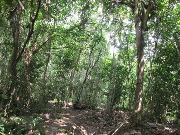DIJUAL CEPAT LAHAN LUAS DI PINGGIR PANTAI TANGGAMUS LAMPUNG