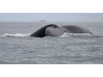 Se Venden 40 Hectáreas Isla Paradisiaca Archip Las Perlas USD30$xM2