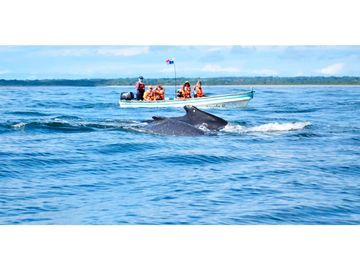 Se Venden 40 Hectáreas Isla Paradisiaca Archip Las Perlas USD30$xM2