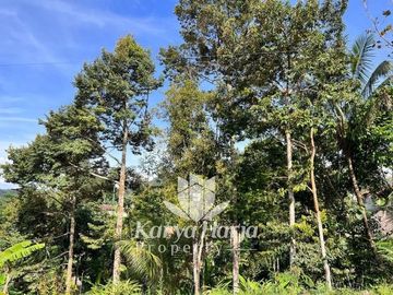 Tanah Kebun Durian Kemuning Karanganyar
