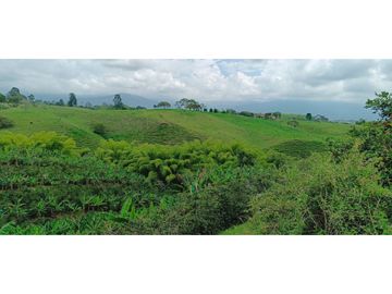 SE VENDE FINCA EN LA VIA CIRCASIA - MONTENEGRO