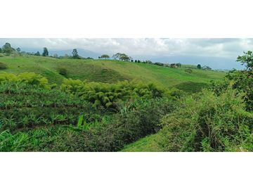 SE VENDE FINCA EN LA VIA CIRCASIA - MONTENEGRO