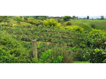 SE VENDE FINCA EN LA VIA CIRCASIA - MONTENEGRO