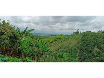 SE VENDE FINCA EN LA VIA CIRCASIA - MONTENEGRO