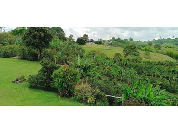 SE VENDE FINCA EN LA VIA CIRCASIA - MONTENEGRO