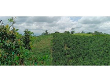 SE VENDE FINCA EN LA VIA CIRCASIA - MONTENEGRO
