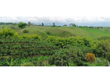 SE VENDE FINCA EN LA VIA CIRCASIA - MONTENEGRO