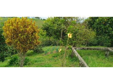 SE VENDE FINCA EN LA VIA CIRCASIA - MONTENEGRO