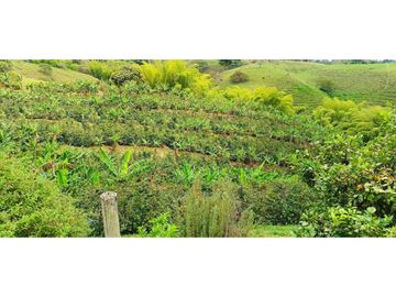 SE VENDE FINCA EN LA VIA CIRCASIA - MONTENEGRO