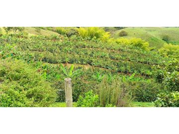 SE VENDE FINCA EN LA VIA CIRCASIA - MONTENEGRO