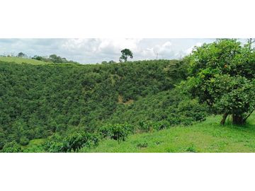 SE VENDE FINCA EN LA VIA CIRCASIA - MONTENEGRO