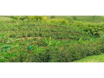 SE VENDE FINCA EN LA VIA CIRCASIA - MONTENEGRO