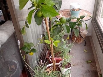 EXCELENTE Departamento ,Recibos, 3 dormitorios , escritorio