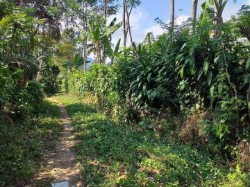 Kebun Produktif, tanaman Sengon, Pisang, Cengkih, Kapulogo