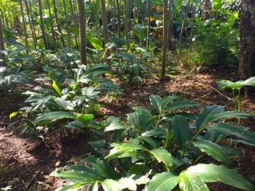 Kebun Produktif, tanaman Sengon, Pisang, Cengkih, Kapulogo