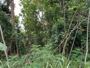 Tanah pekarangan di Jomboran, Turi: Harga Murah Bisa Nego