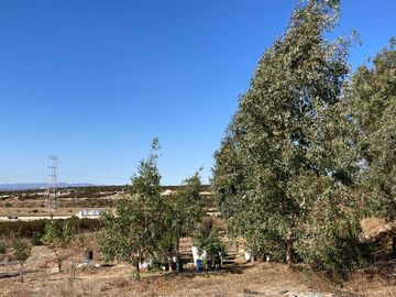 Se vende rancho en El Hongo, Tecate B.C.