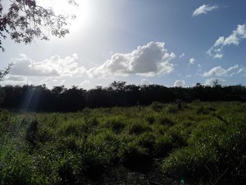 28 hectareas con cenote cerca de atracciones naturales turísticas de Yucatán