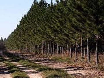 Agrícola en Venta en Cauquenes