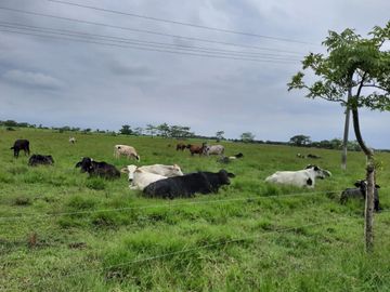 Terreno de 91 HA en Cerro Colorado, Ciudad Isla, VERACRUZ. ZONA DE LOS TUXTLAS