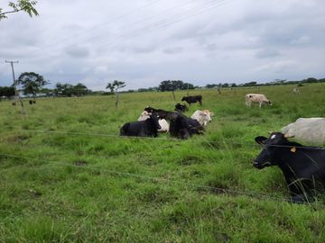 Terreno de 91 HA en Cerro Colorado, Ciudad Isla, VERACRUZ. ZONA DE LOS TUXTLAS